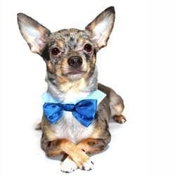 Blue Pet Bow Tie