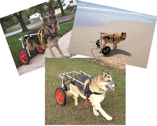 Pet Wheelchair XXS