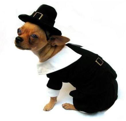 Pilgrim Boy Dog Costume
