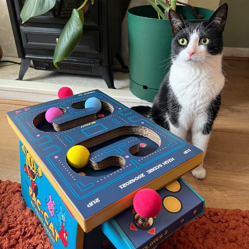 cat standing near pac cat game