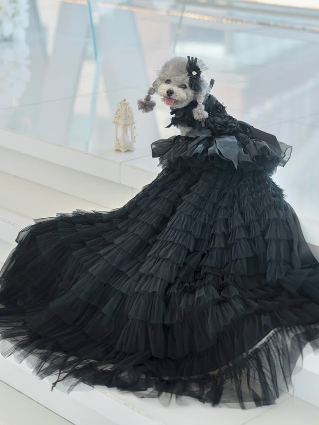 Black Dog Dress with Detachable Train