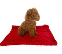Thumbnail for Blanket, Bella Red