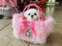 Thumbnail for Pink Feather Wicker Pet Carrier Basket