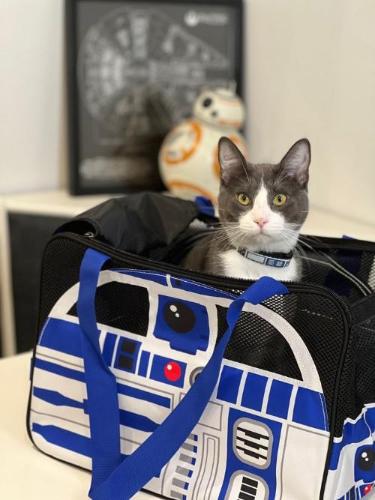 Pet Carrier - Star Wars R2-D2