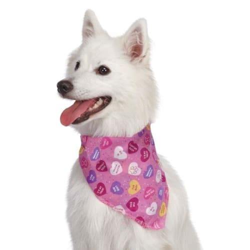 Aria Conversation Hearts Dog Bandana