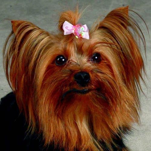 Aria Pixie Dog Hair Bow