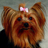 Thumbnail for Aria Pixie Dog Hair Bow