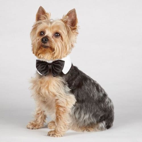 Aria Royale Bow Tie Dog Collar