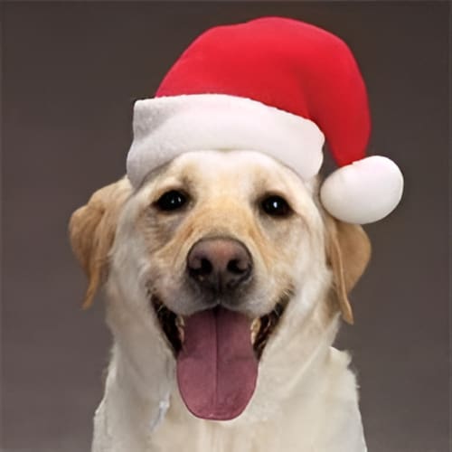 Aria Santa Pet Hat