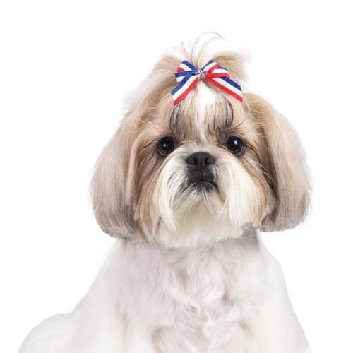 Aria Stars Stripes Dog Hair Bow