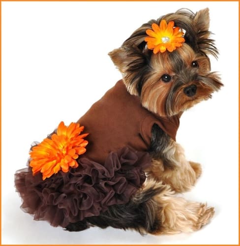 Autumn Brook Dog Dress