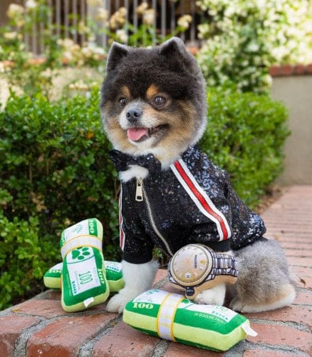 Bark Bucks Toy