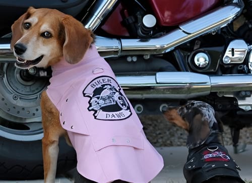 Biker Dawg Motorcycle Dog Jacket - Pink