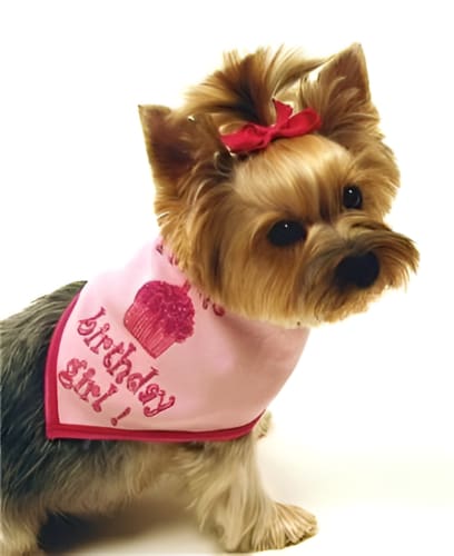 Birthday Bandana for Dogs - Girl or Boy