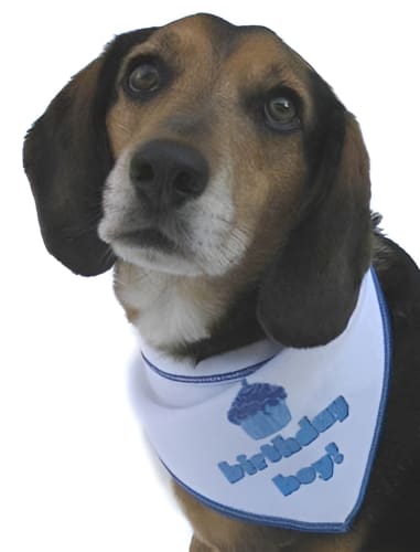 Birthday Bandana for Dogs - Girl or Boy