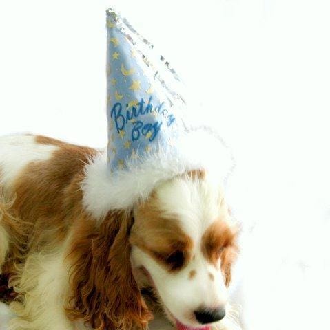 Birthday Boy Dog Hat