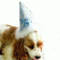 Thumbnail for Birthday Boy Dog Hat