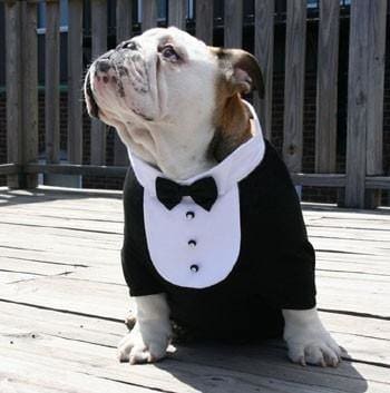 Black Satin Bow tie White Tuxedo Bib Dog Collar