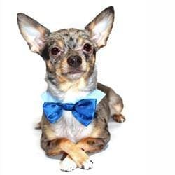 Blue Pet Bow Tie