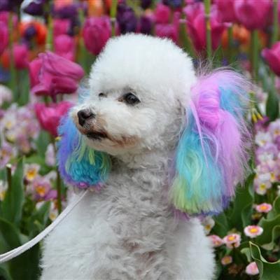 Canine Color - Semi Perm Coloring Shampoo