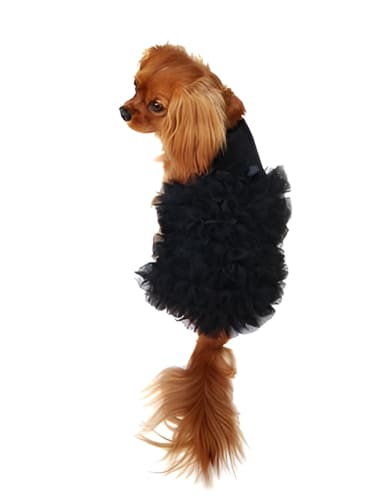 Carpet Ruffle Dog Dress