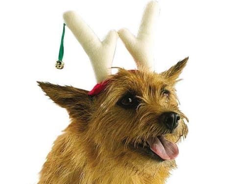 Casual Canine Reindeer Antlers for Dogs
