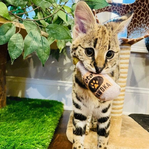 Cat Toto’s Pawdka Toy