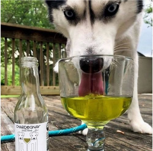 CharDOGnay Wine for Dogs
