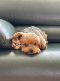 Thumbnail for Checker Plush Ball Dog Toy