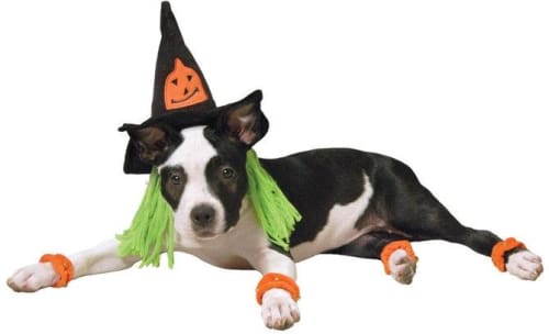 Dog Witch Costume