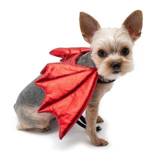 Dragon Wings Pet Costume Accessory