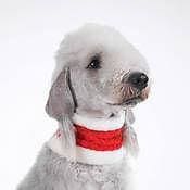 East Side Collection Holiday Dog Collar