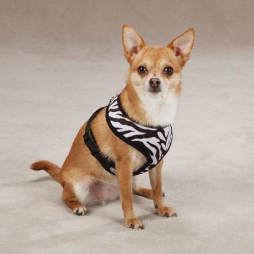 Fashion Dog Harness