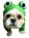 Frog Dog Costume