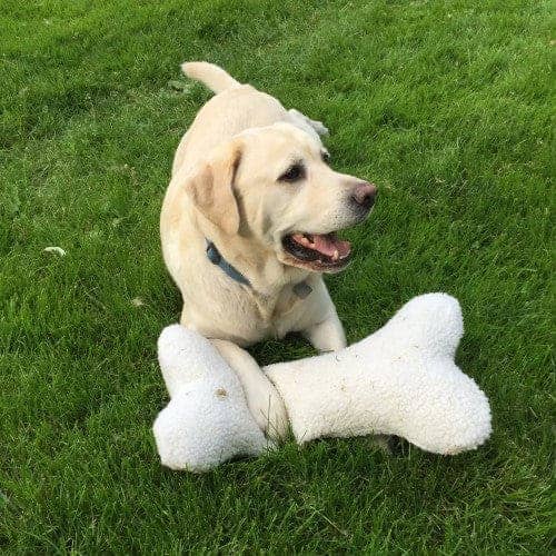 Fuzzy Bone Pillow Dog Toy