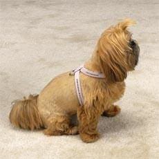 Gemstone Dog Harness