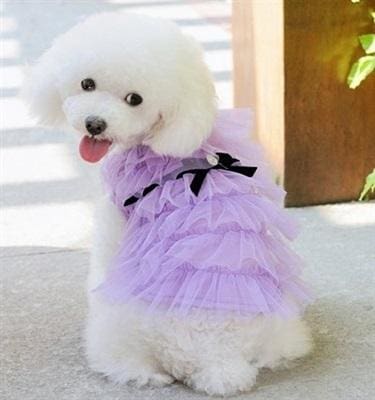Gia Dog Dress