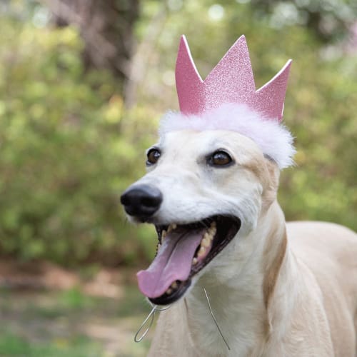 Glitter Party Crown - Pink