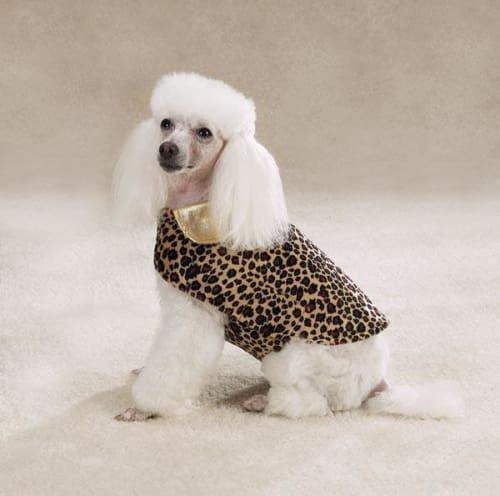 Goldie Dog Coat