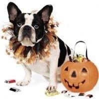 Halloween Party Dog Collar