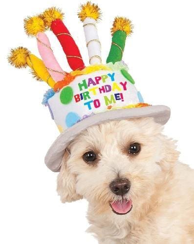 Happy Birthday Cake Dog Hat