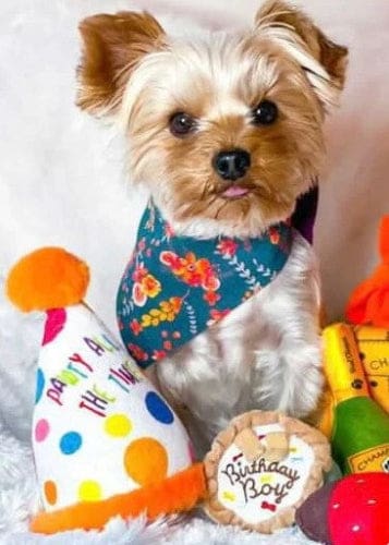 Happy Birthday Party Hat Dog Toy