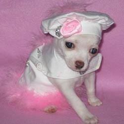 Dog Harness - Pink Marabou & Rhinestones