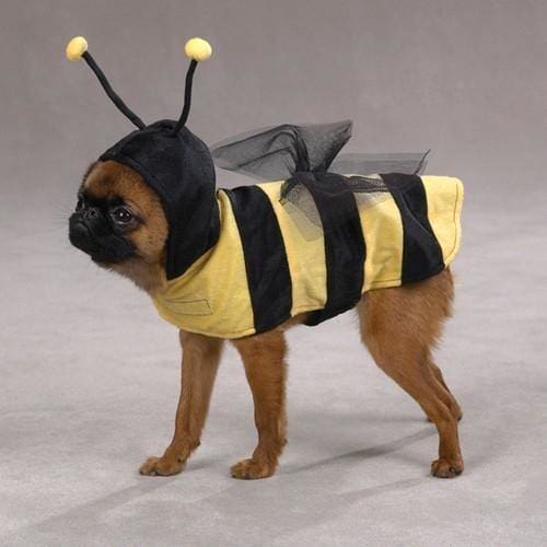 Honey Bee Dog Costume