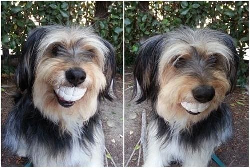 Humunga Chomp Dog Toy