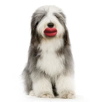 Thumbnail for Humunga Lips Dog Toy