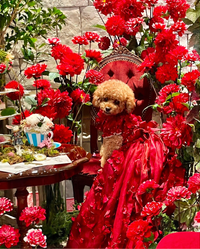 Thumbnail for Luxury Burgundy Floral Dog Wedding Dress