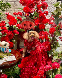 Thumbnail for Luxury Burgundy Floral Dog Wedding Dress