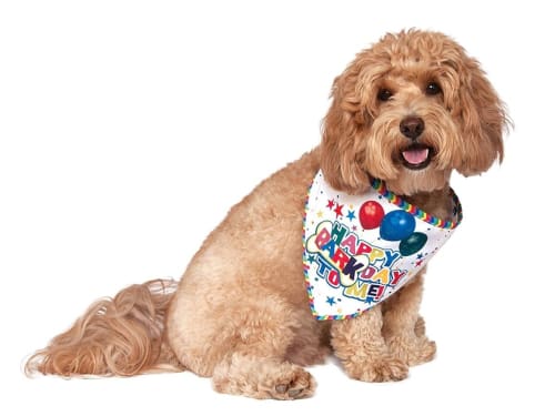 It’s My Barkday Reversible Dog Bandana