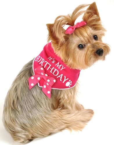 Its My Birthday Ribbon Bow Dog Scarf - Hot Pink